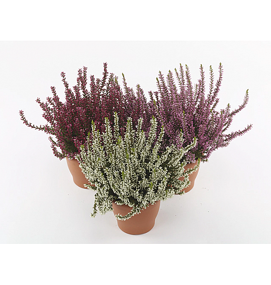 Calluna Marlies Ø 9 mix