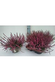 Calluna Marlies Ø12 rdeča