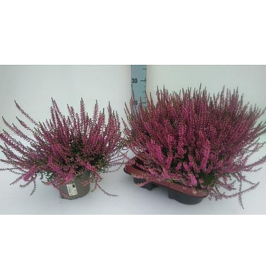 Calluna Marlies Ø12 rdeča