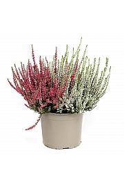 Calluna Garden Girls Ø 17 blizanke