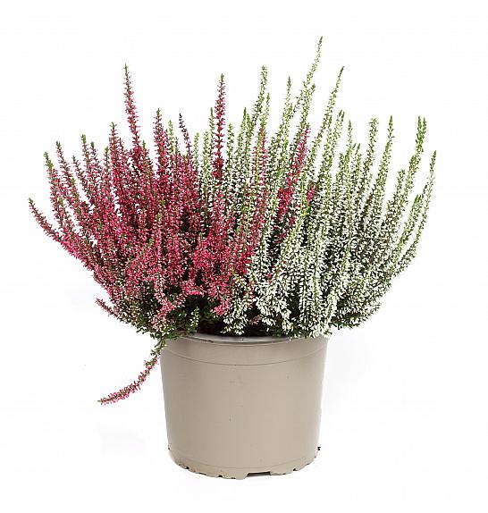 Calluna Garden Girls Ø 17 blizanke