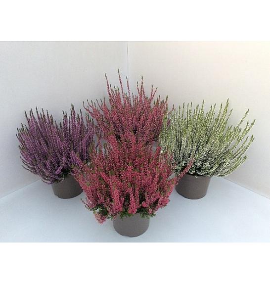 Calluna vrtne djevojke Ø 17 mix