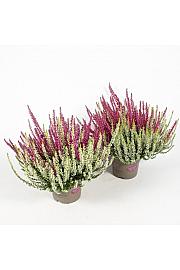 Calluna Garden Girls Ø12 Twins