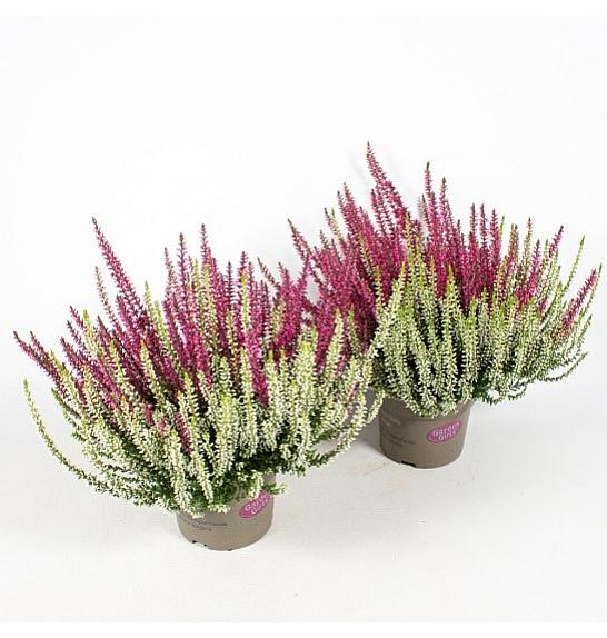 Calluna vrtne djevojčice Ø 12 blizanki