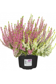 Calluna Garden Girls Ø12 Trio