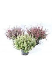 Calluna Garden Girls Ø12 mix