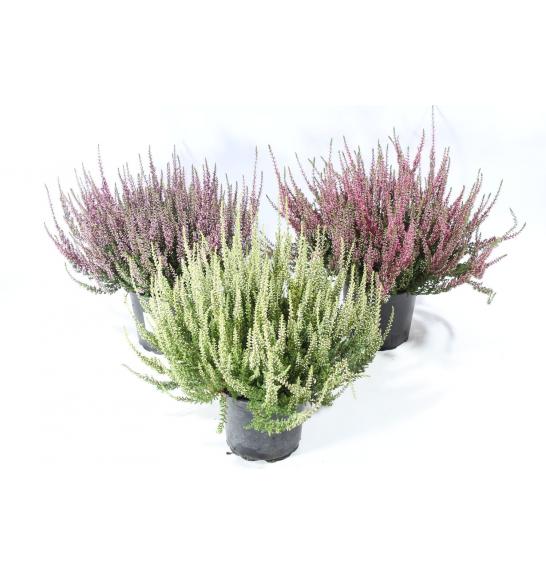 Calluna Garden Girls Ø12 mix