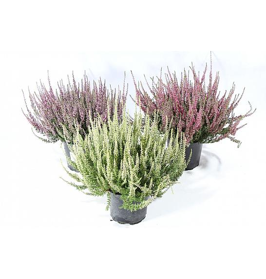 Calluna vrtne djevojčice Ø 12 mix