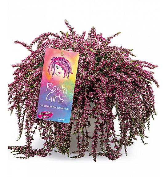 Calluna Garden Girls Ø12 Rasta