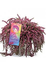 Calluna Garden Girls Rasta Ø 12
