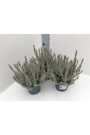 Calluna Garden Girls Fluffy Ø11
