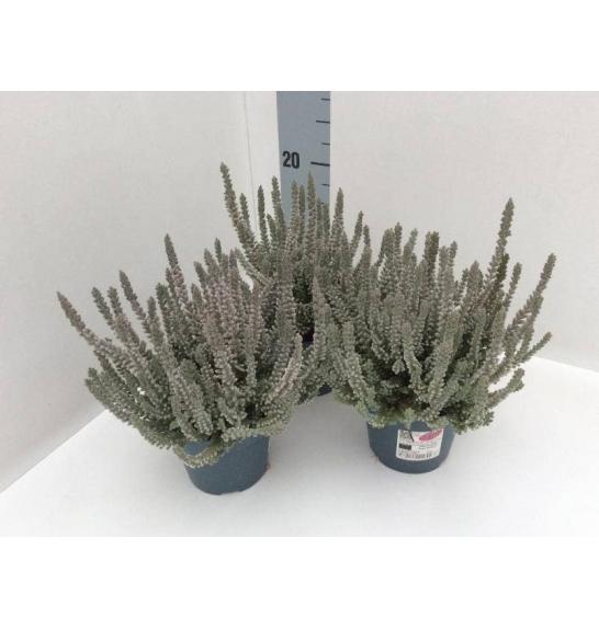 Calluna Garden Girls Fluffy Ø11