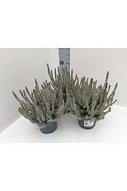 Calluna vrtna djevojčica Fluffy Ø 11