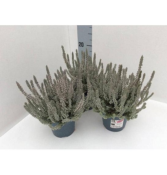 Calluna vrtna djevojčica Fluffy Ø 11