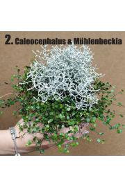 Calluna DUO (muech/calocep) Ø12 mix