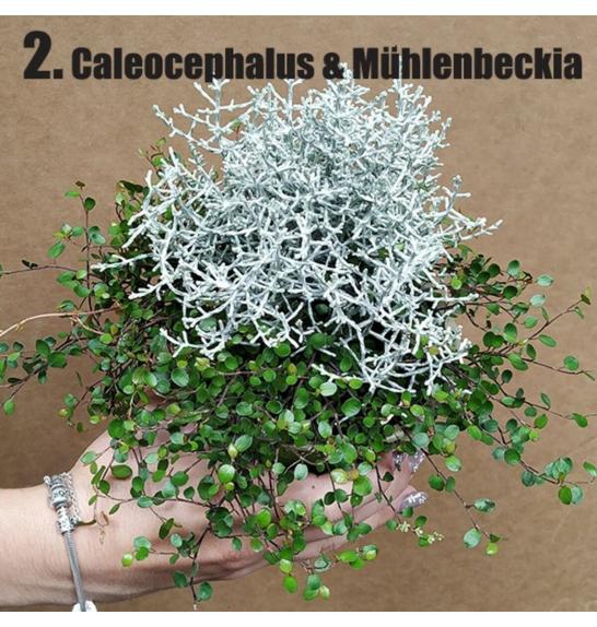 Calluna DUO (muech/calocep) Ø12 mix