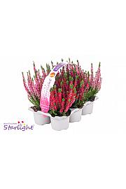 Calluna Beauty Ladies Wildberry Wonder Ø 9 6 pack