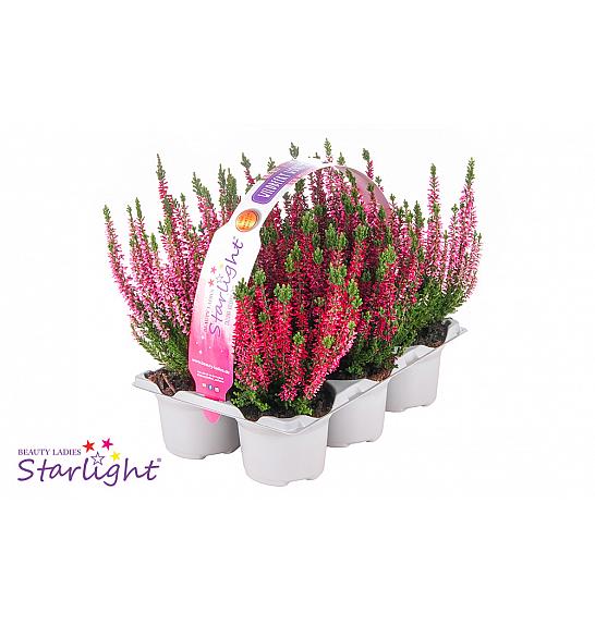 Calluna Beauty Ladies Wildberry Wonder Ø 9, pakiranje od 6 komada