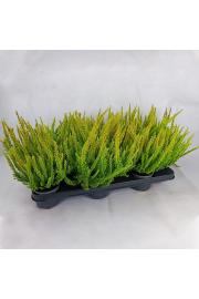 Calluna Beauty Ladies Skyline Ø9,5 mix
