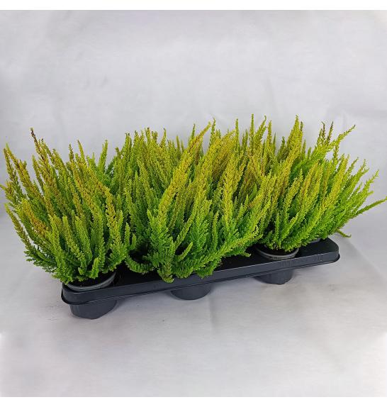 Calluna Beauty Ladies Skyline Ø9,5 mix