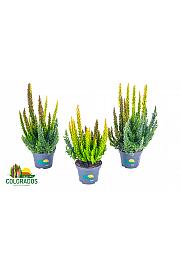 Calluna Beauty Ladies Skyline Ø 6 Trio