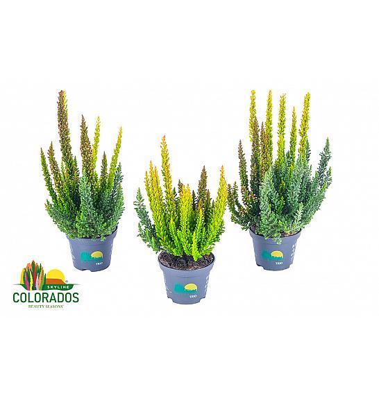Calluna Beauty Ladies Skyline Ø 6 Trio