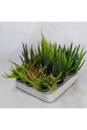Calluna Beauty Ladies Skyline Ø6 mix (24380)