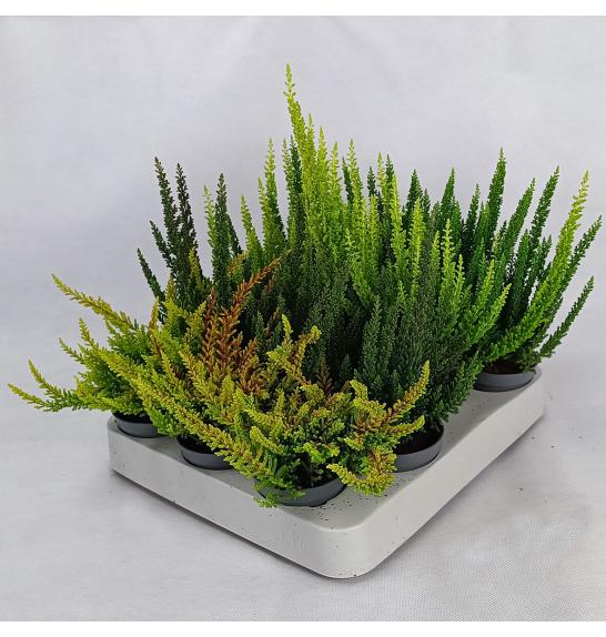 Calluna Beauty Ladies Skyline Ø6 mix (24380)