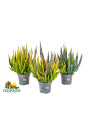 Calluna Beauty Ladies Skyline Ø10,5 Trio