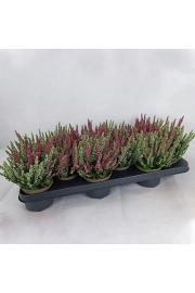 Calluna Beauty Ladies Ø9,5 Twins
