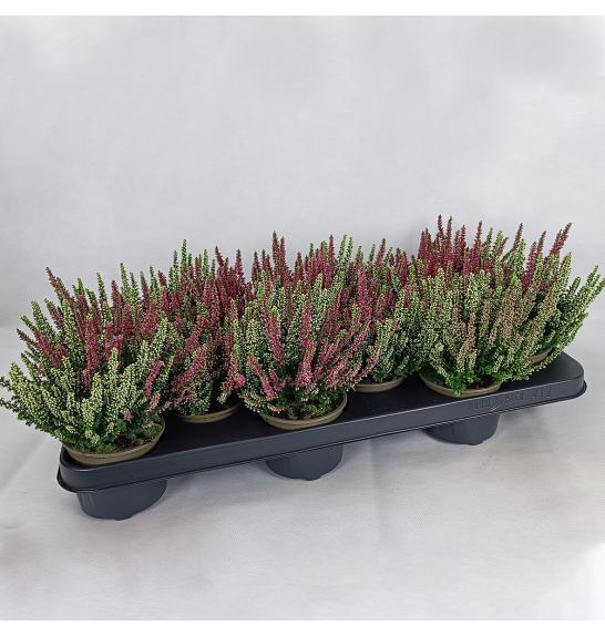 Calluna Beauty Ladies Ø9,5 Twins