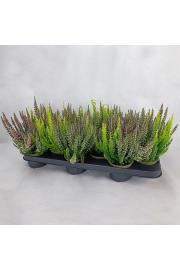 Calluna Beauty Ladies Ø9,5 Trio