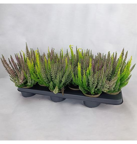 Calluna Beauty Ladies Ø9,5 Trio