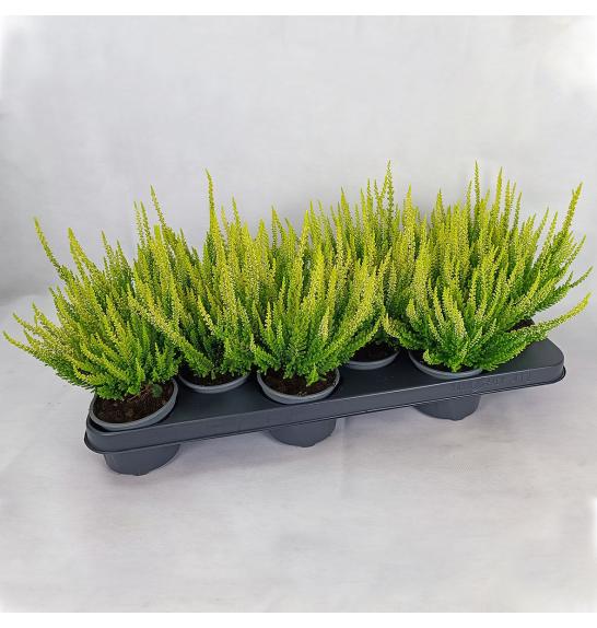 Calluna Beauty Ladies Ø9,5 rumena