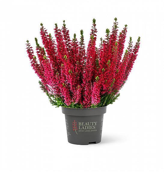 Calluna Beauty Ladies Ø9,5 rdeča