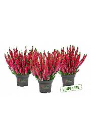 Calluna Beauty Ladies Ø9.5 crvena