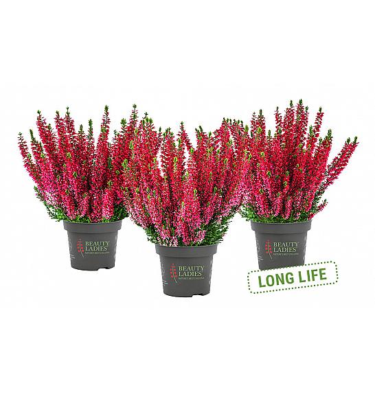 Calluna Beauty Ladies Ø9.5 crvena