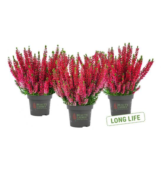 Calluna Beauty Ladies Ø9,5 rdeča