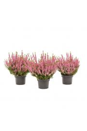 Calluna Beauty Ladies Ø9,5 pink