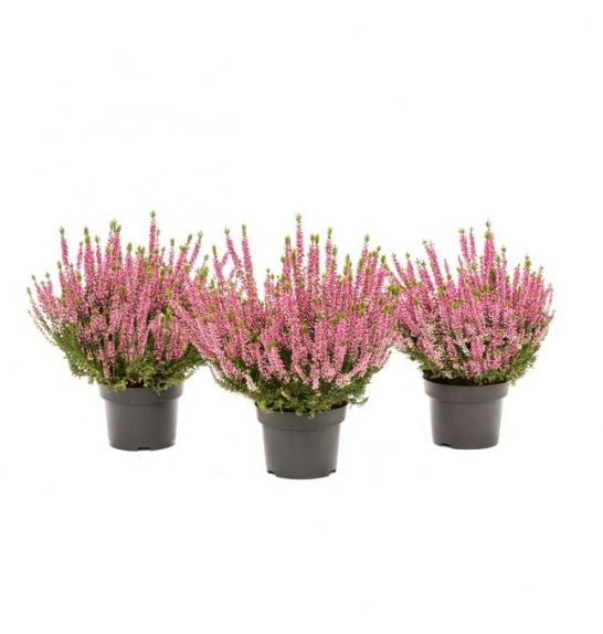 Calluna Beauty Ladies Ø9,5 pink