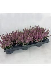Calluna Beauty Ladies Ø9,5 lila