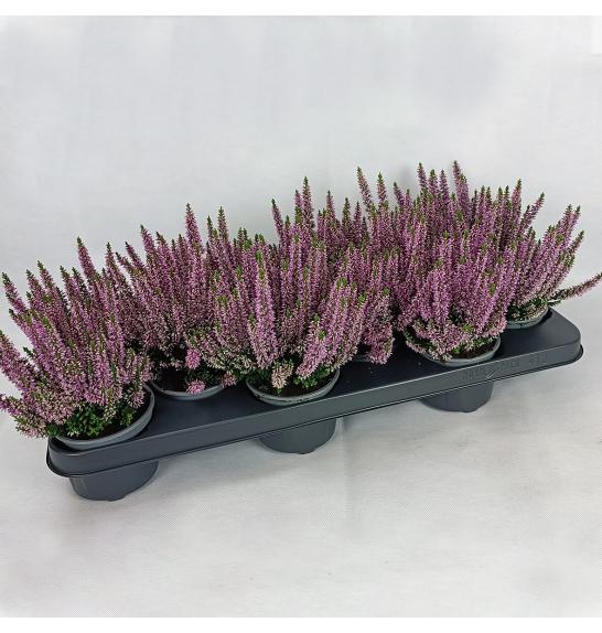 Calluna Beauty Ladies Ø9,5 lila
