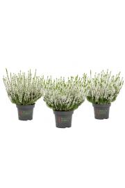 Calluna Beauty Ladies Ø9,5 bela