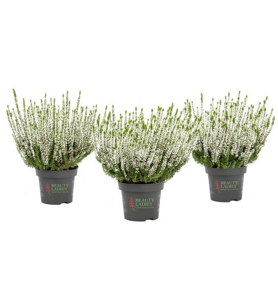 Calluna Beauty Ladies Ø9,5 bela