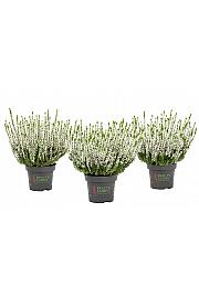 Calluna Beauty Ladies Ø 9.5 bijela