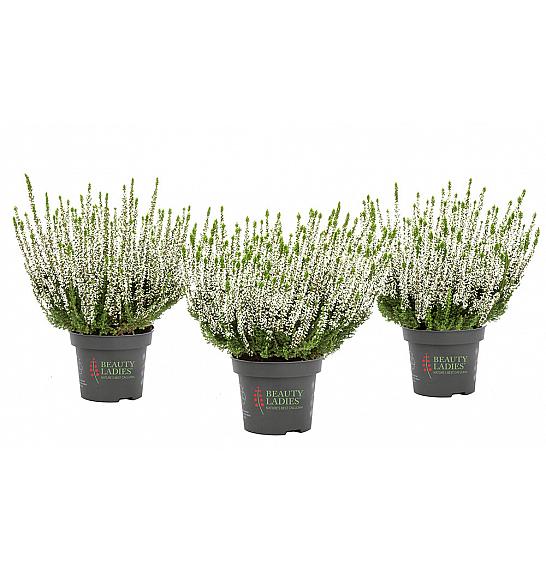 Calluna Beauty Ladies Ø 9.5 bijela