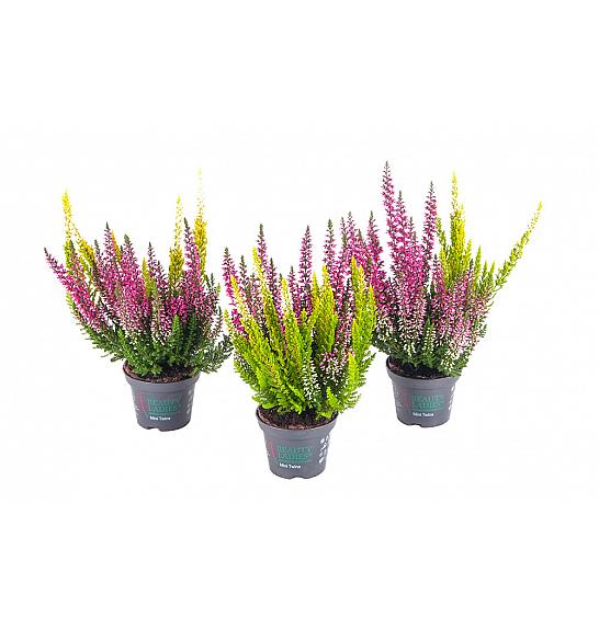 Calluna Beauty Ladies Ø 6 Twin pelene