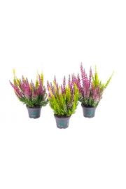 Calluna Beauty Ladies Ø6 Twins (24903)