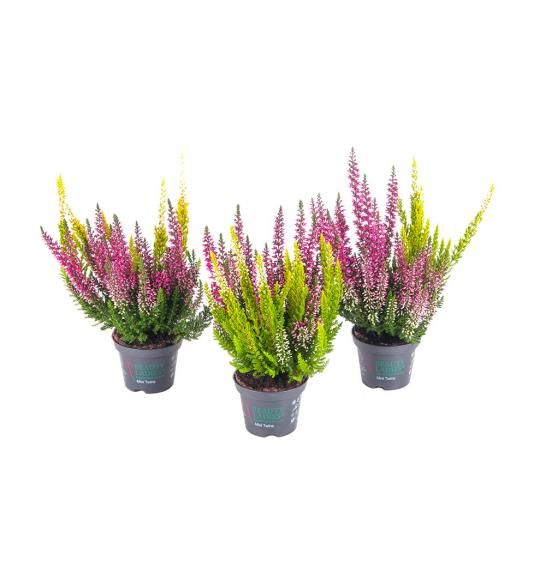 Calluna Beauty Ladies Ø6 Twins (24903)