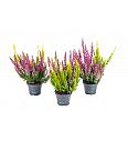 Calluna Beauty Ladies Ø 6 Twins